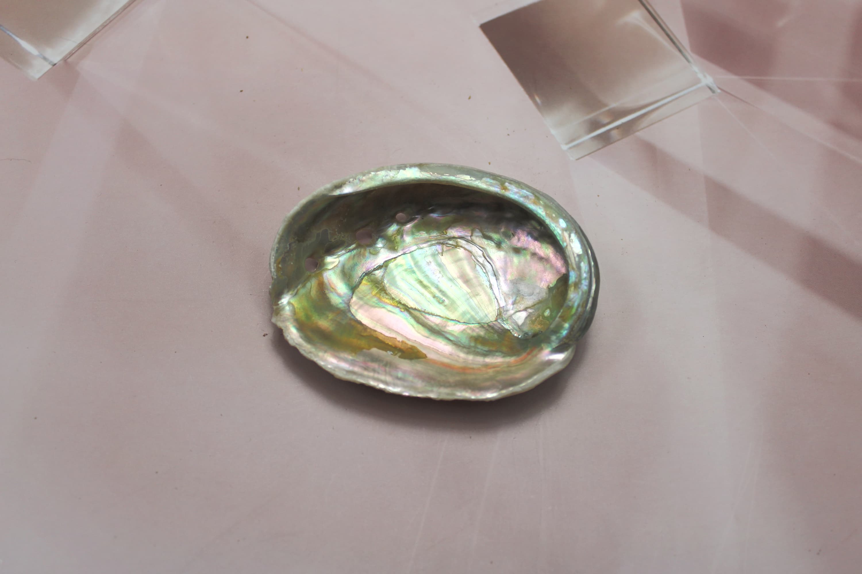 Red Abalone Shell 2"-3" - Image 1