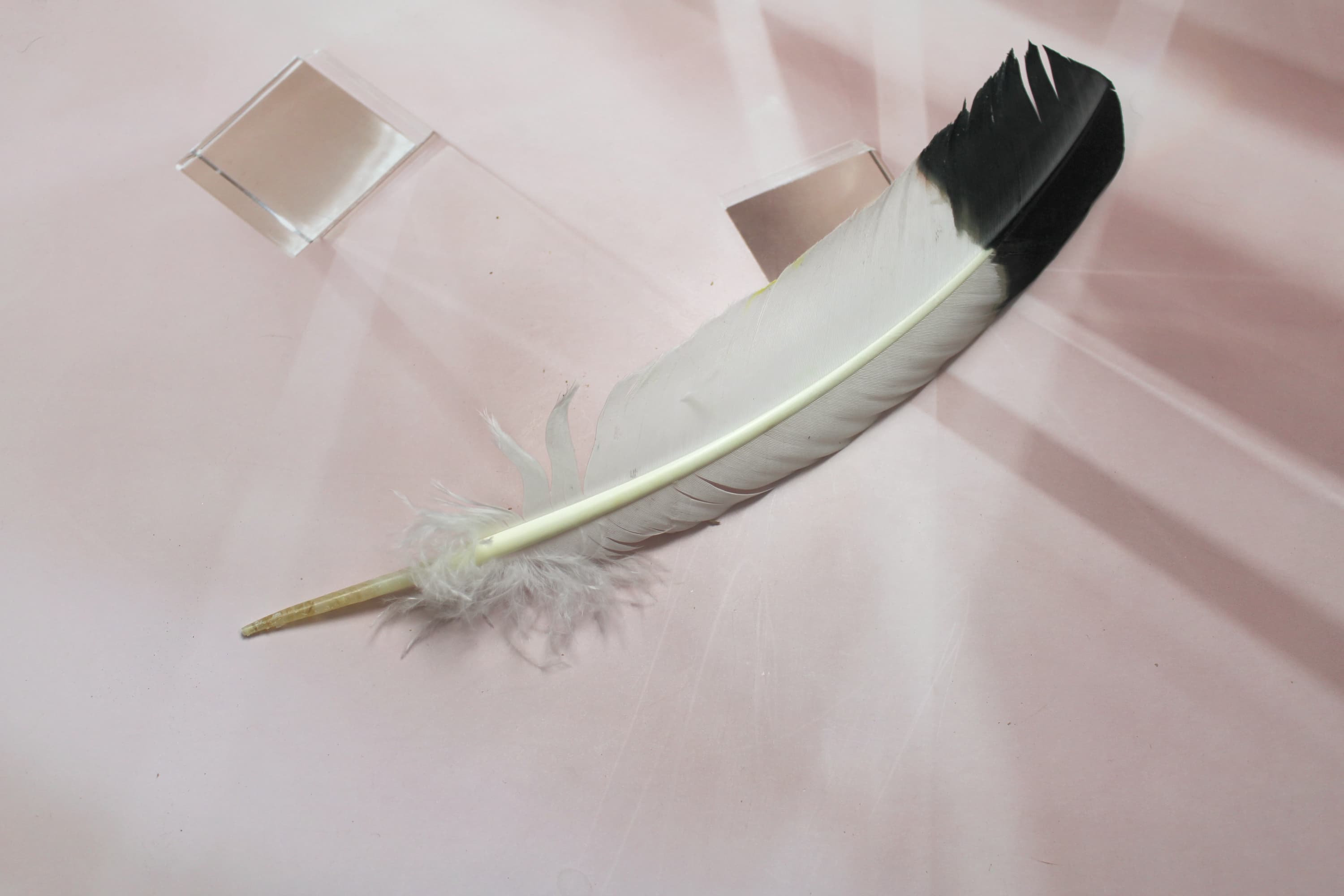 Turkey Feather - Image 1